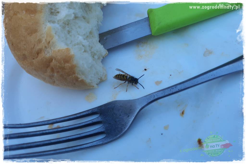 Pułapka na osy 8 Pułapka na osy 8