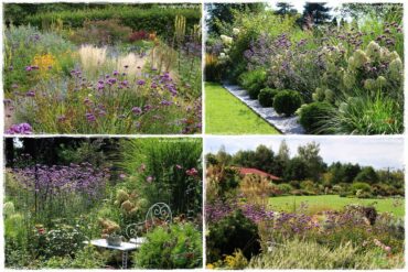 Werbena patagońska 0