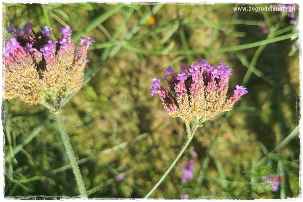 Werbena patagońska 12 Werbena patagońska 12