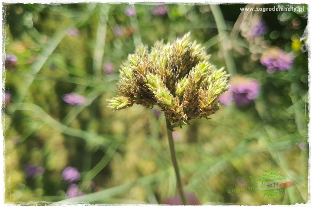 Werbena patagońska 13 Werbena patagońska 13