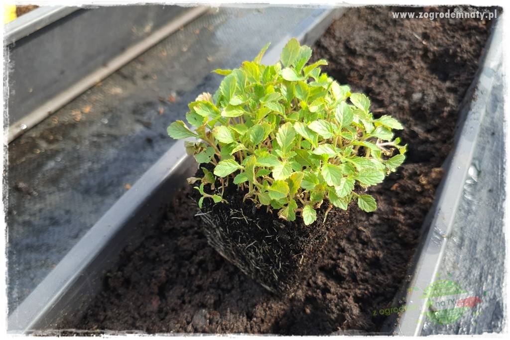 Werbena patagońska 15