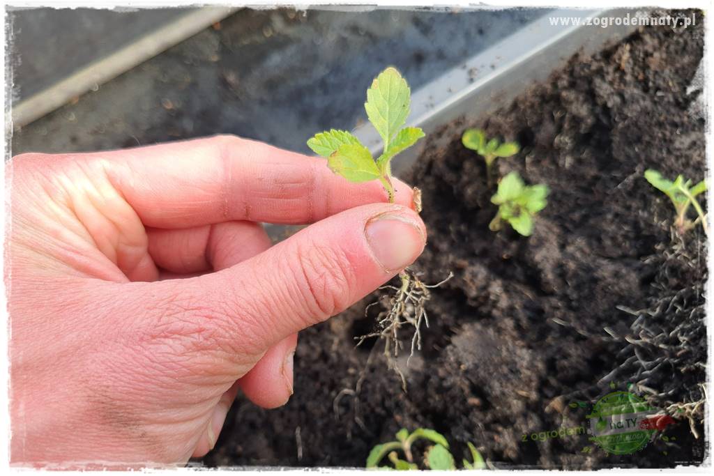 Werbena patagońska 16 Werbena patagońska 16