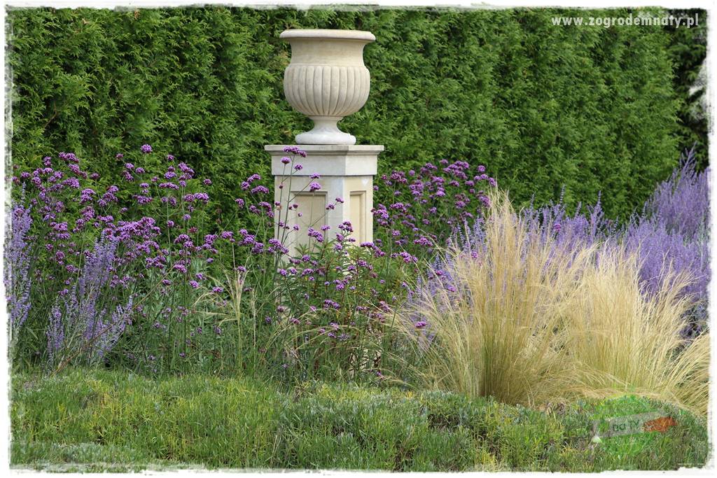 Werbena patagońska 17 Werbena patagońska 17