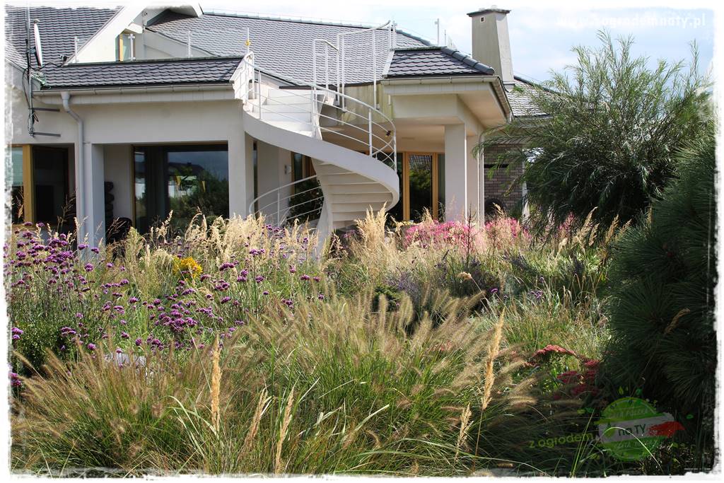 Werbena patagońska 18 Werbena patagońska 18