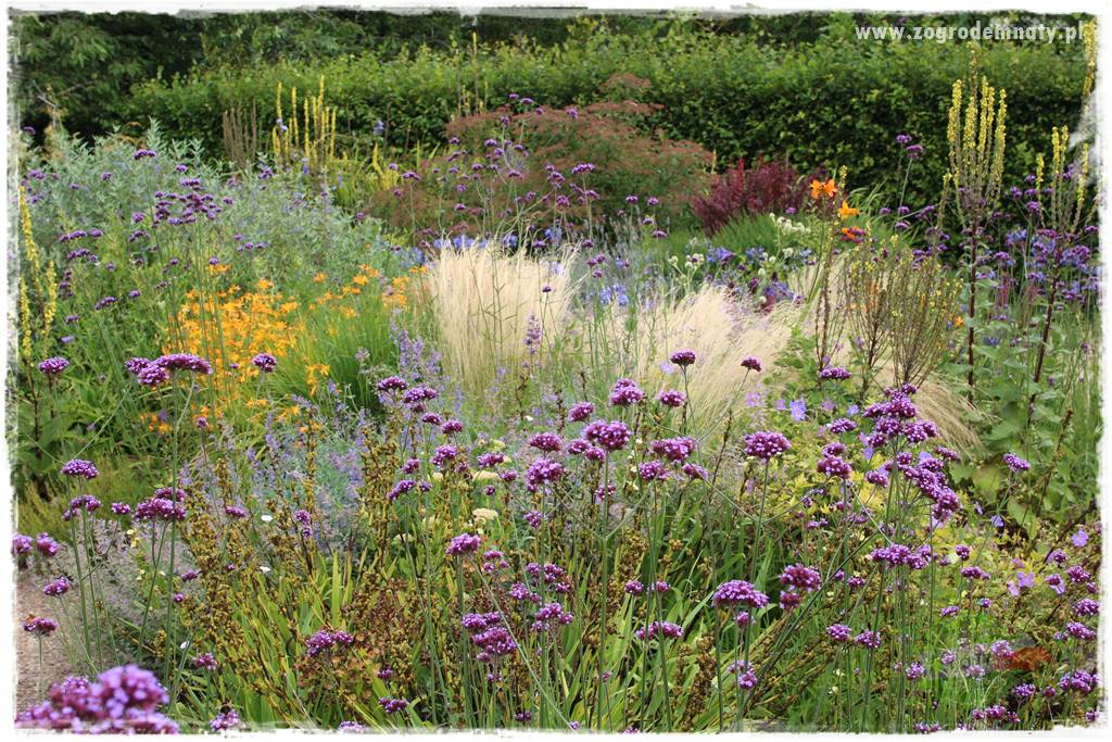 Werbena patagońska 19 Werbena patagońska 19