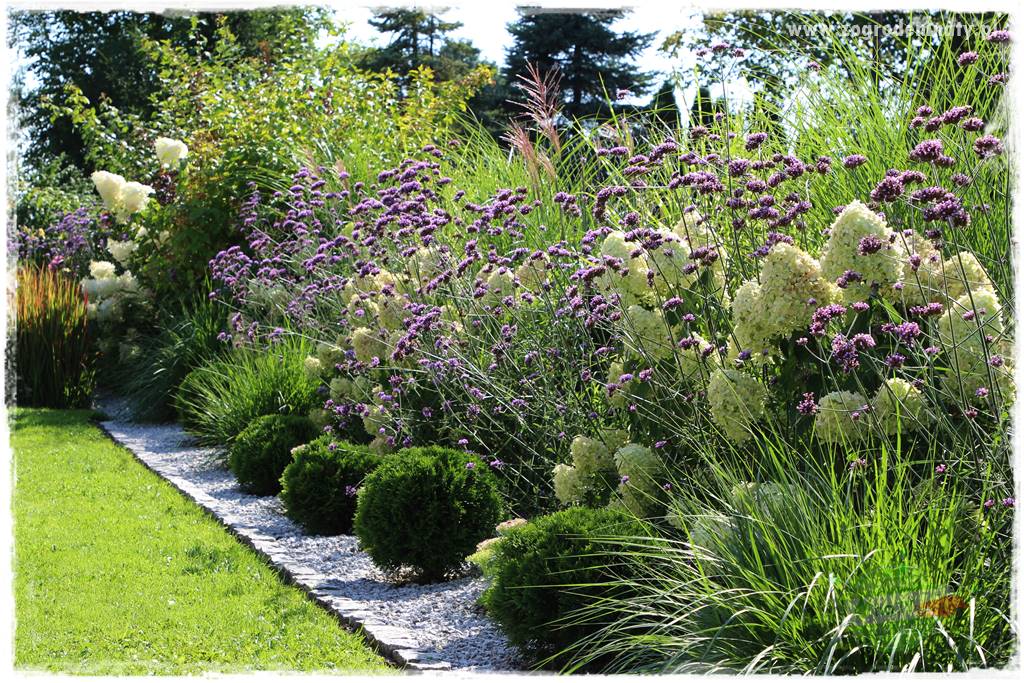 Werbena patagońska 23 Werbena patagońska 23