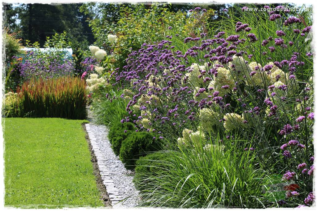 Werbena patagońska 24 Werbena patagońska 24