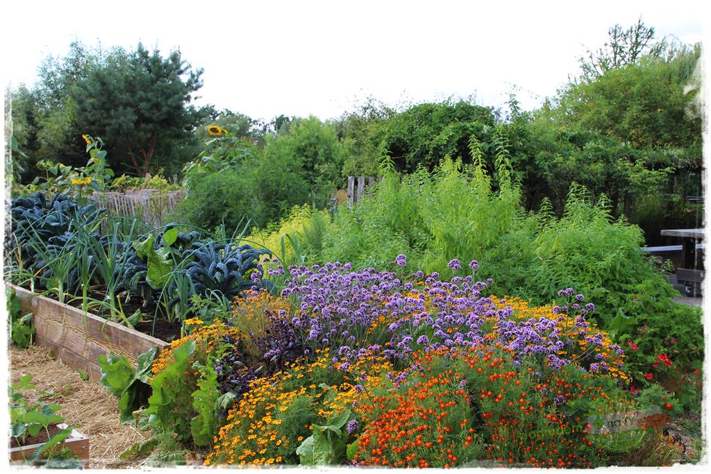 Werbena patagońska 25