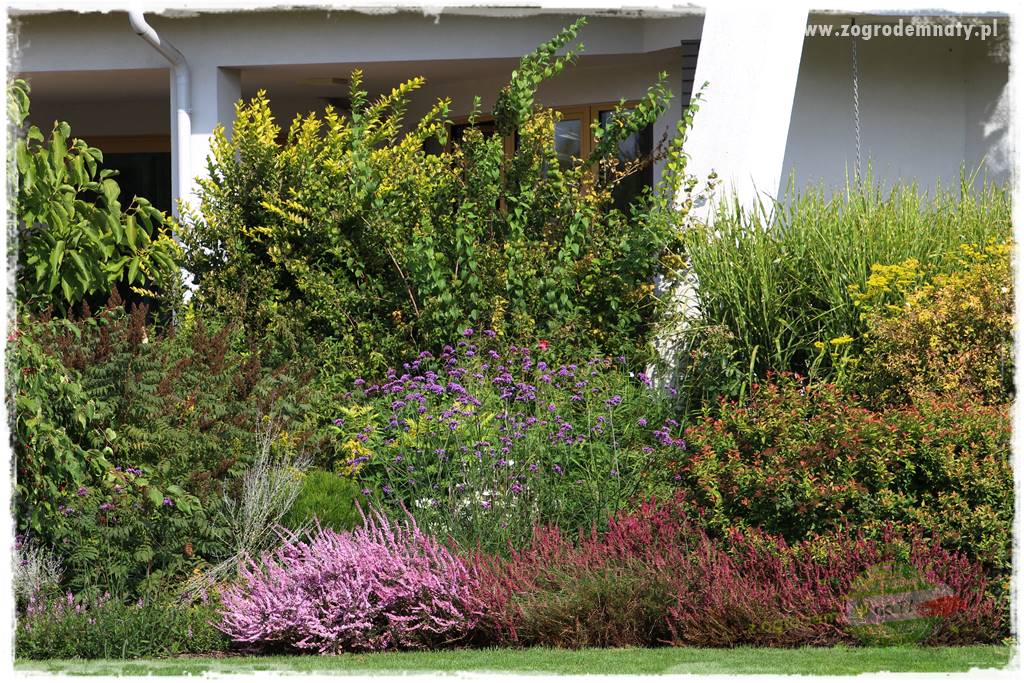 Werbena patagońska 27