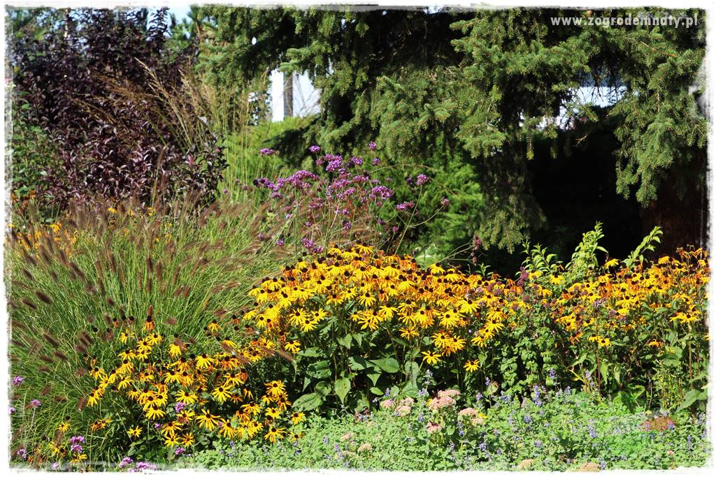 Werbena patagońska 29 Werbena patagońska 29