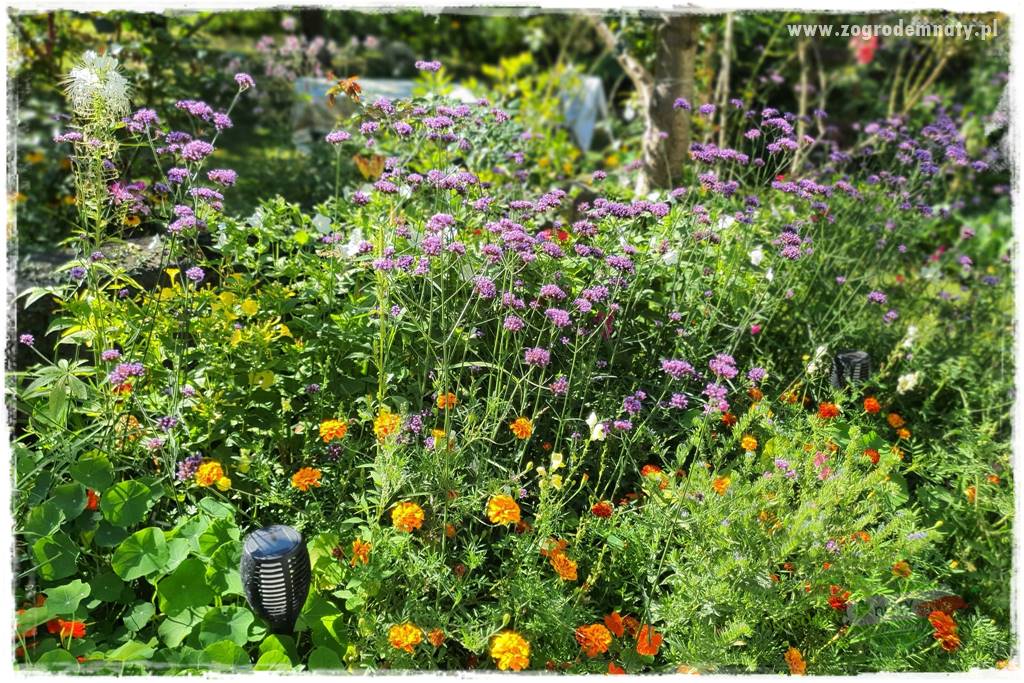 Werbena patagońska 3 Werbena patagońska 3