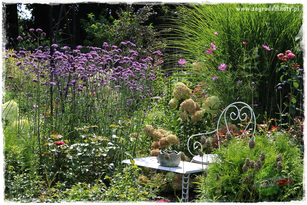 Werbena patagońska 31 Werbena patagońska 31