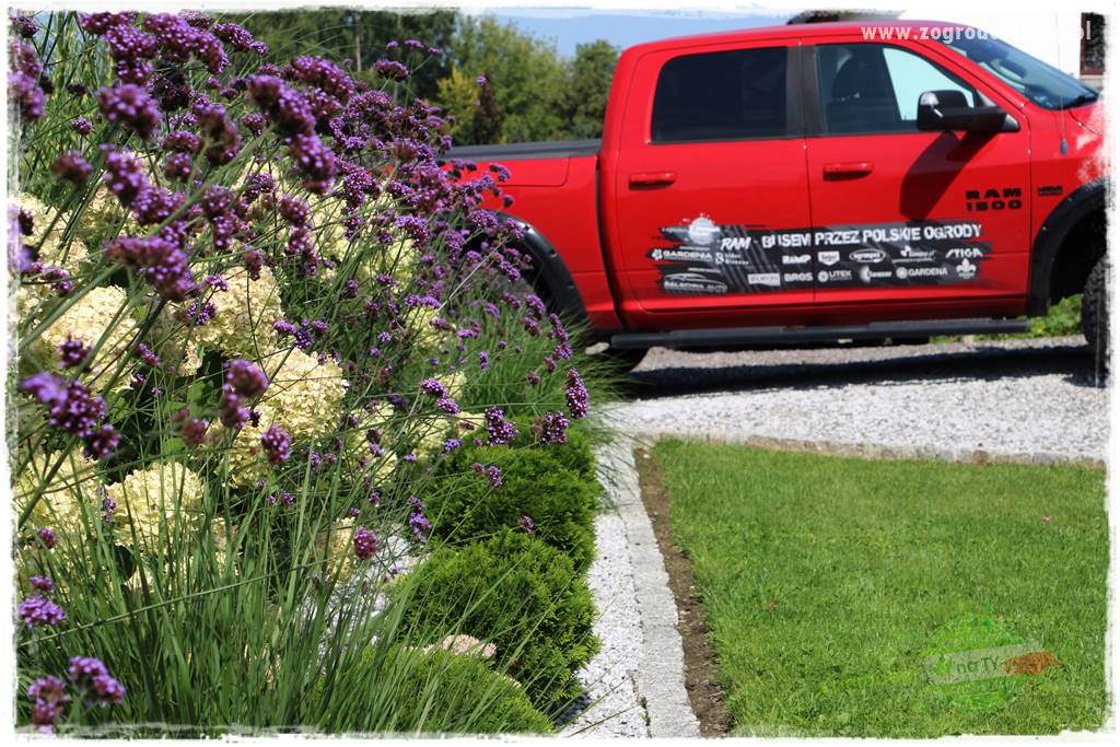 Werbena patagońska 33 Werbena patagońska 33