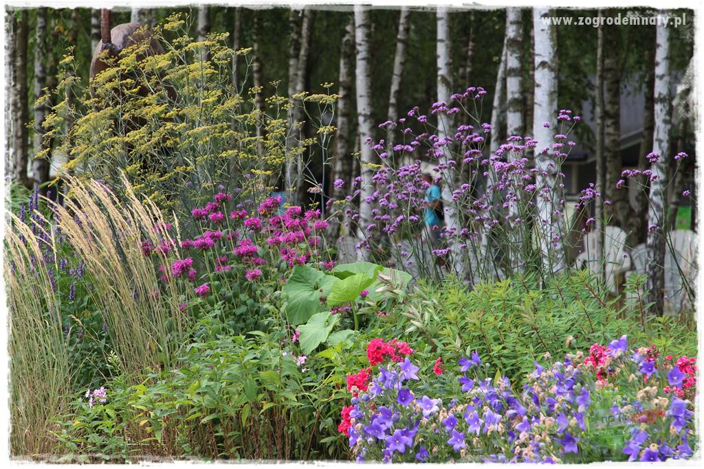 Werbena patagońska 34 Werbena patagońska 34