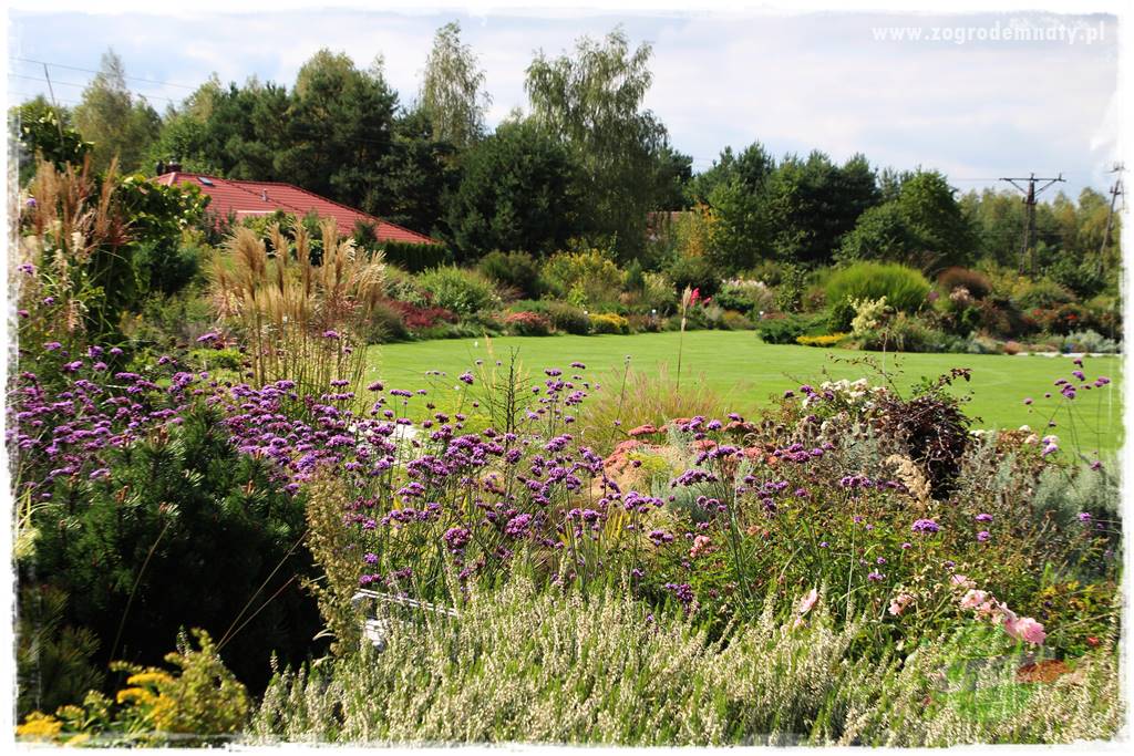 Werbena patagońska 35 Werbena patagońska 35