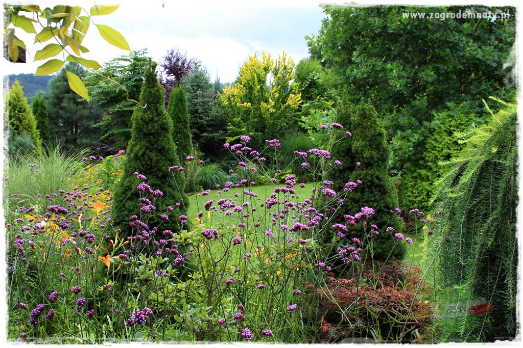 Werbena patagońska 36 Werbena patagońska 36