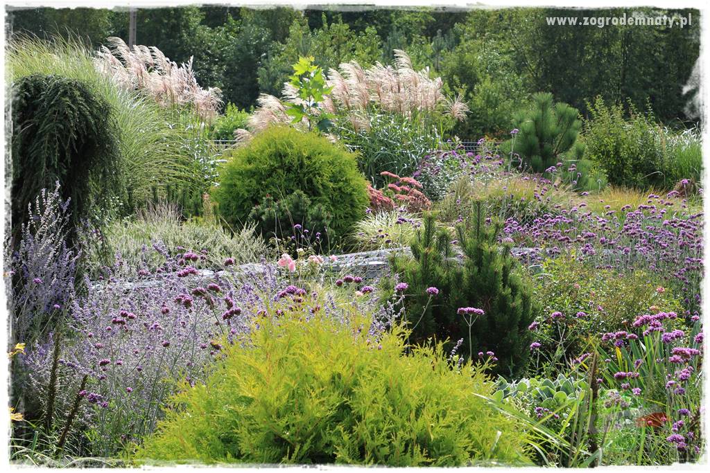 Werbena patagońska 37 Werbena patagońska 37