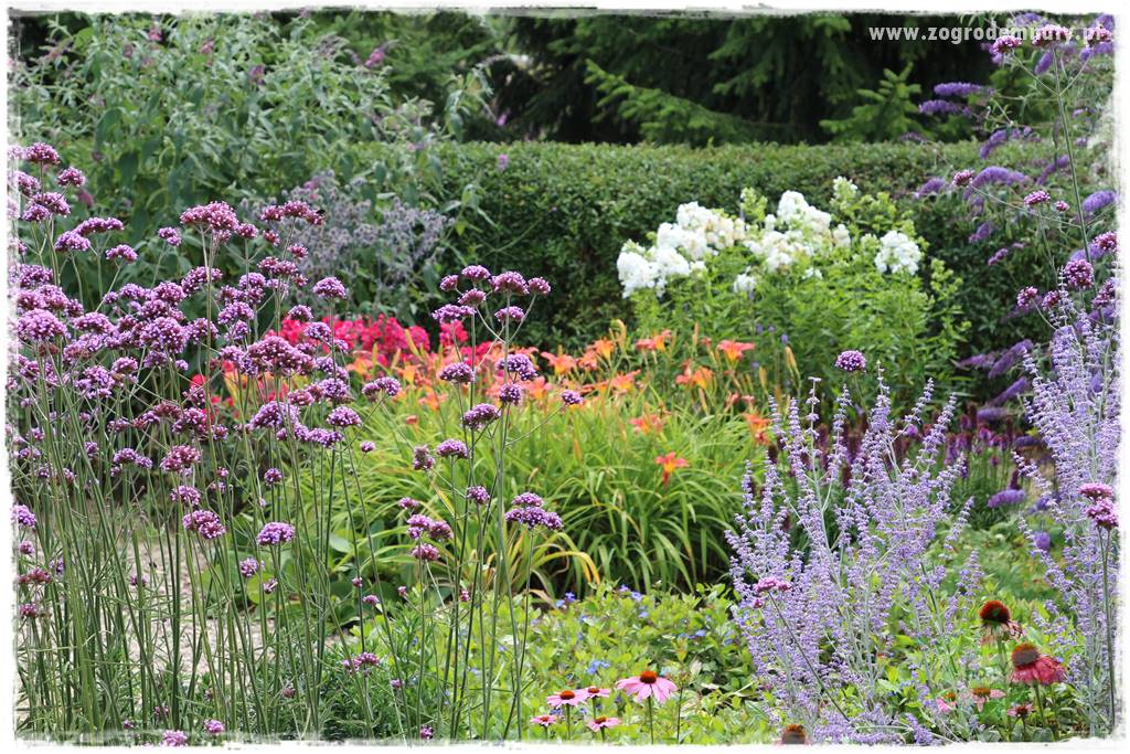 Werbena patagońska 38 Werbena patagońska 38