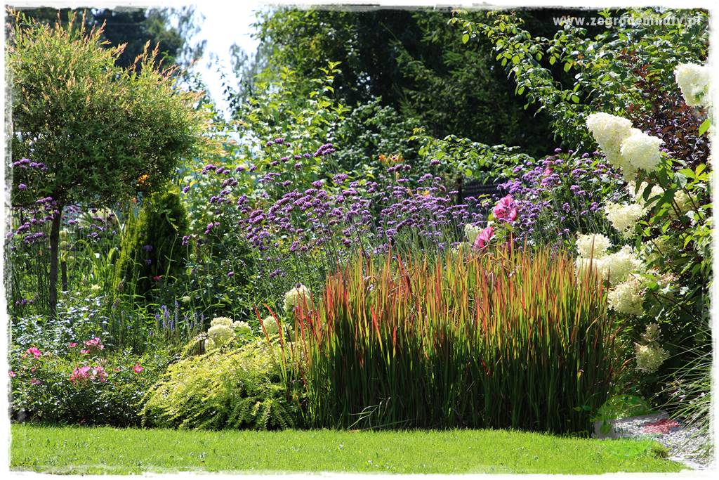 Werbena patagońska 39 Werbena patagońska 39