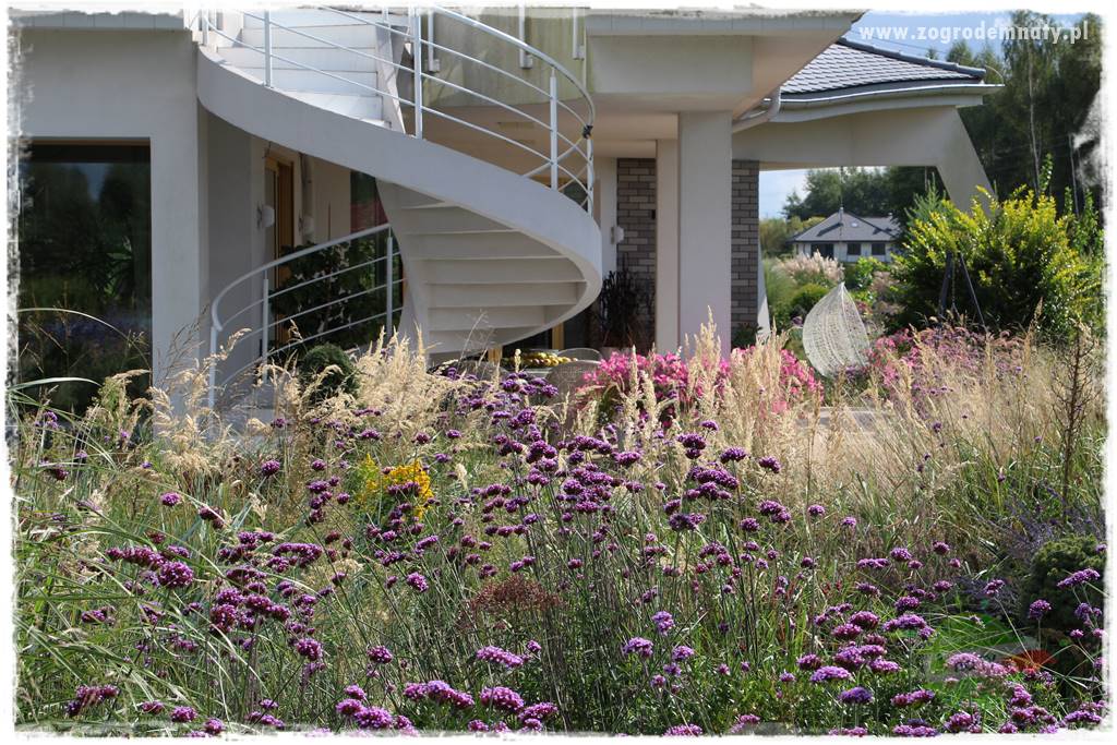 Werbena patagońska 40 Werbena patagońska 40