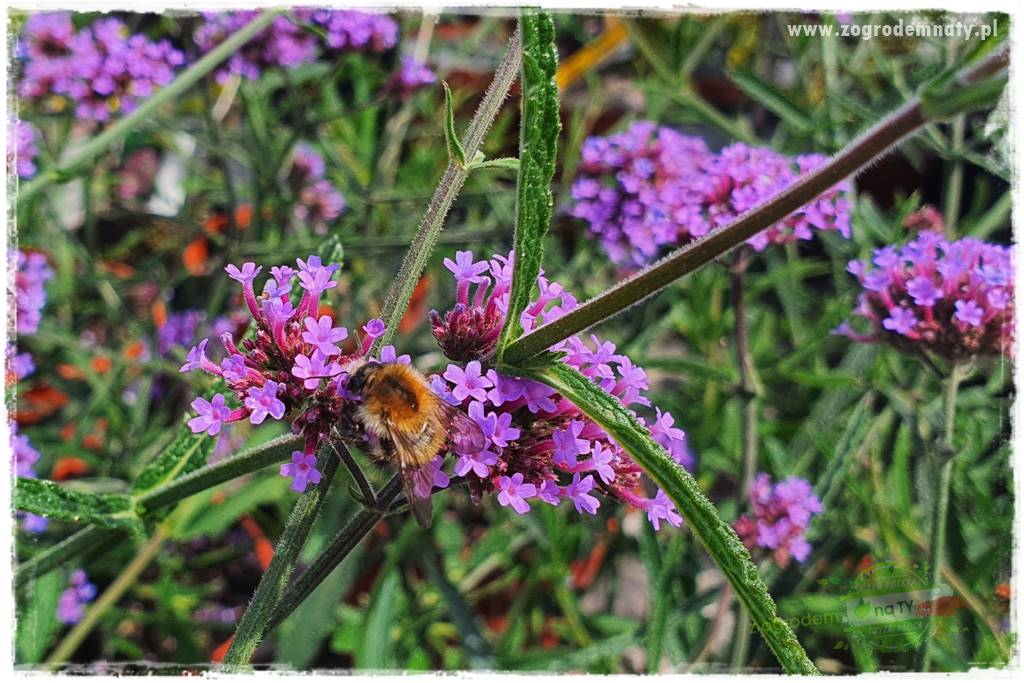 Werbena patagońska 5 Werbena patagońska 5
