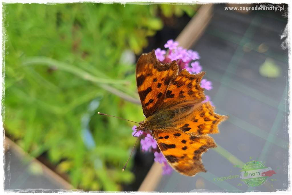 Werbena patagońska 6 Werbena patagońska 6