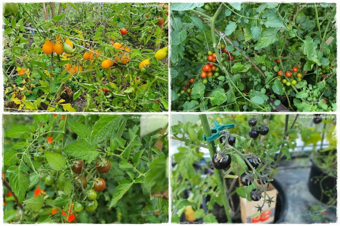 nawożenie pomidorów 0