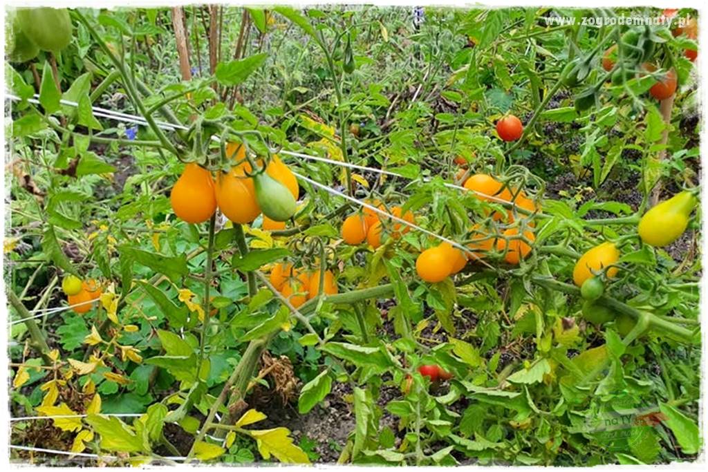 nawożenie pomidorów 1 nawożenie pomidorów 1