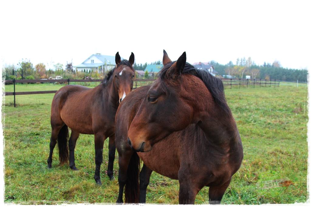 nawożenie pomidorów 10