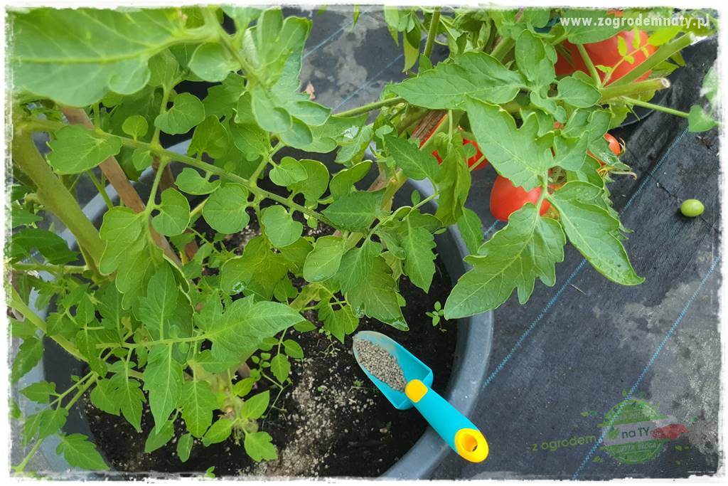 nawożenie pomidorów 23 nawożenie pomidorów 23