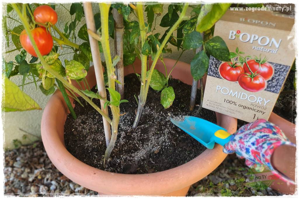 nawożenie pomidorów 25 nawożenie pomidorów 25