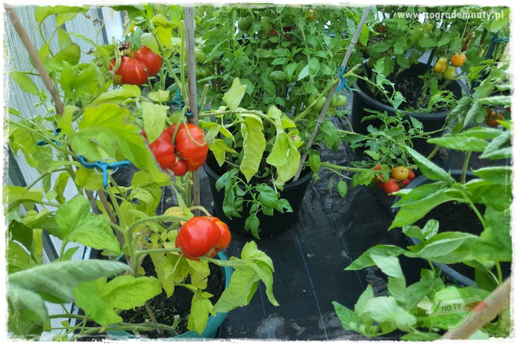 nawożenie pomidorów 29 nawożenie pomidorów 29