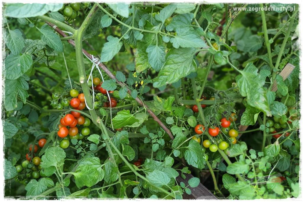 nawożenie pomidorów 5