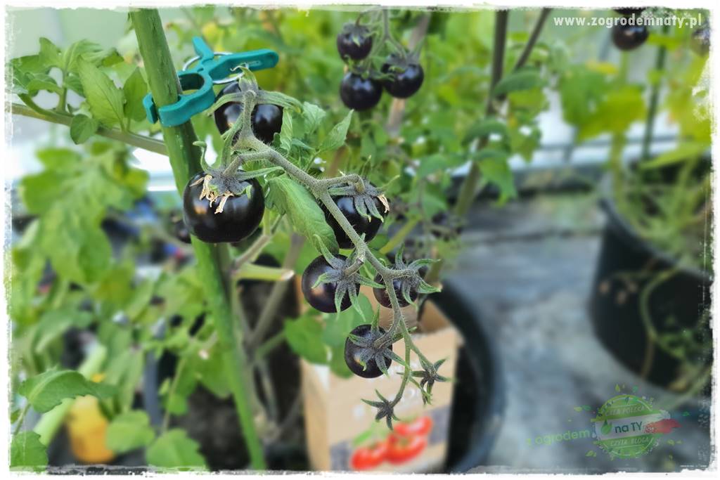 nawożenie pomidorów 8