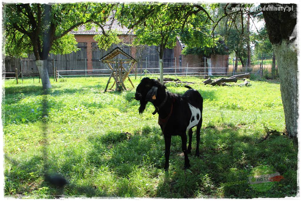 siedlisko łowickie 12