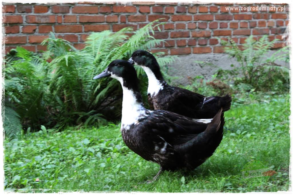 siedlisko łowickie 13