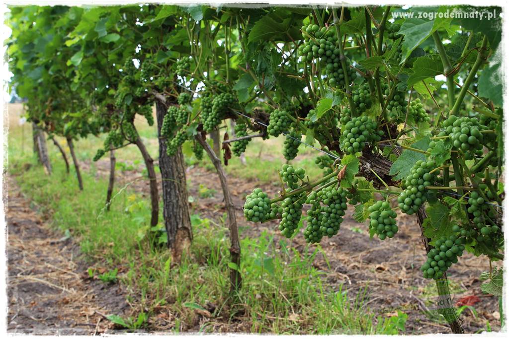 siedlisko łowickie 15