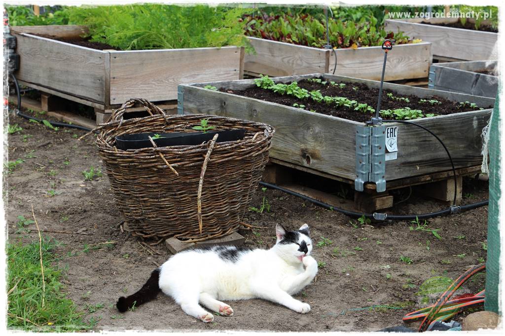 siedlisko łowickie 16