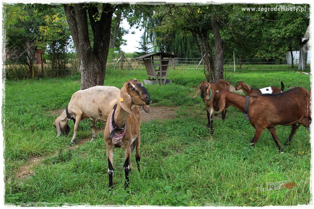 siedlisko łowickie 27