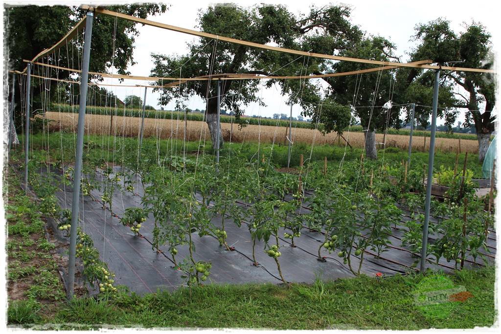 siedlisko łowickie 30