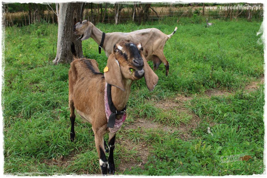 siedlisko łowickie 409