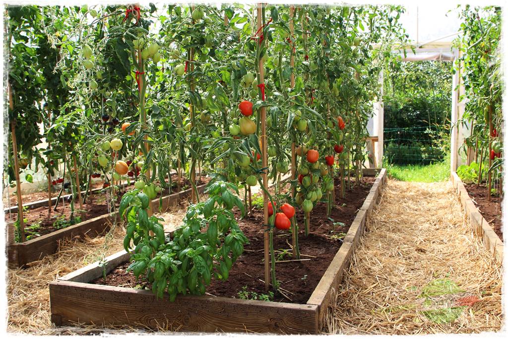 warzywa bez chemi 2 warzywa bez chemi 2