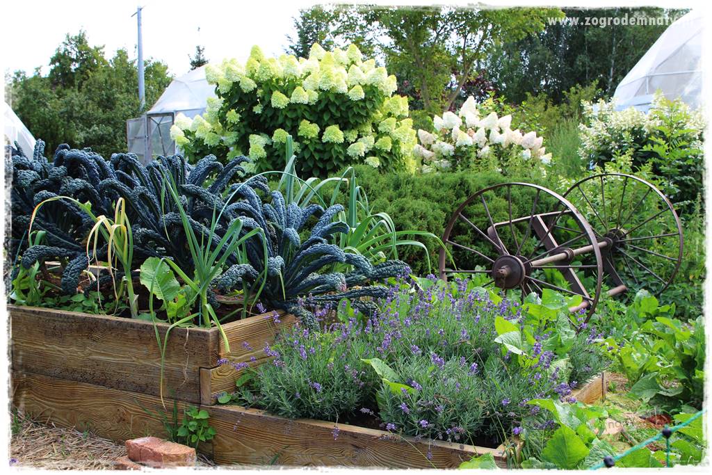 warzywa bez chemii 11a