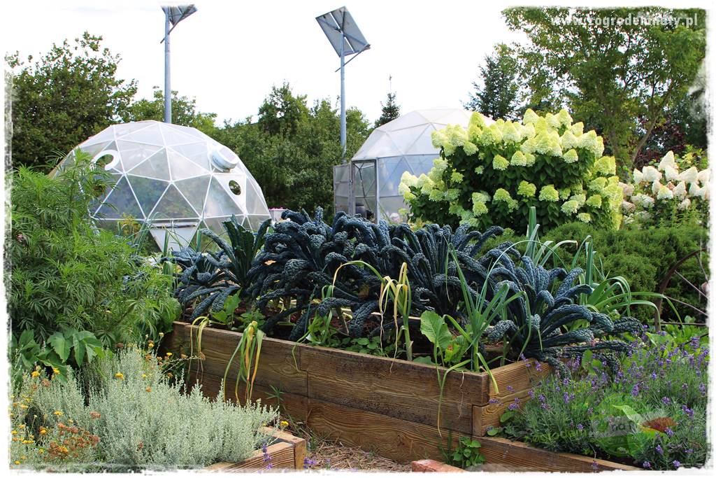 warzywa bez chemii 16