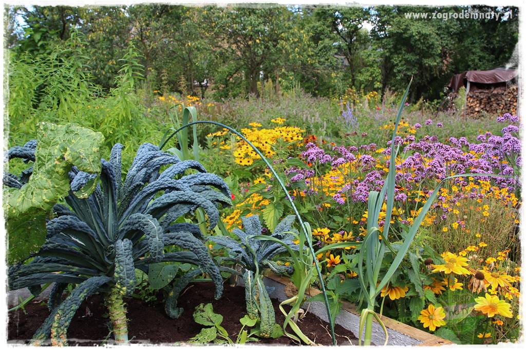 warzywa bez chemii 17 warzywa bez chemii 17