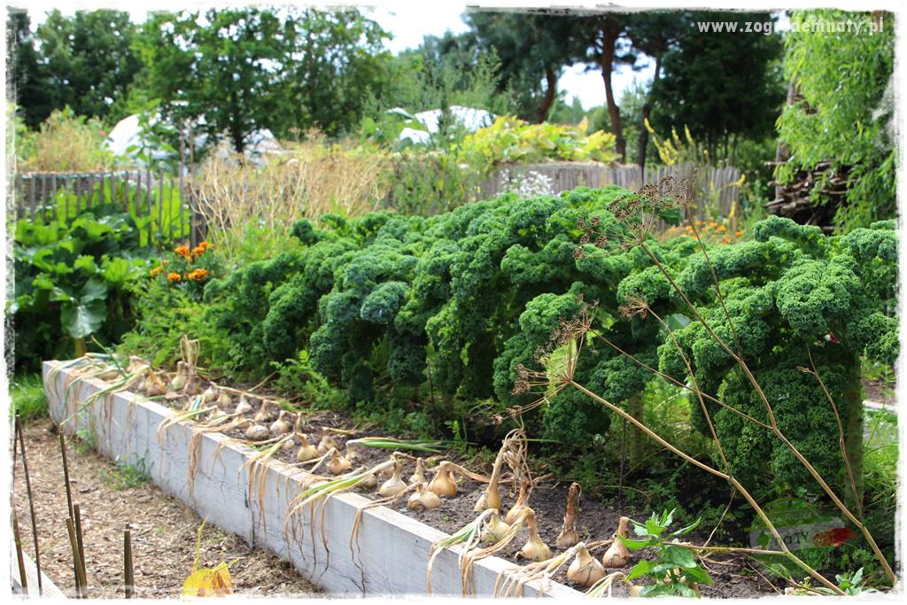 warzywa bez chemii 22