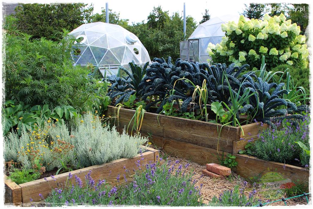 warzywa bez chemii 28 warzywa bez chemii 28