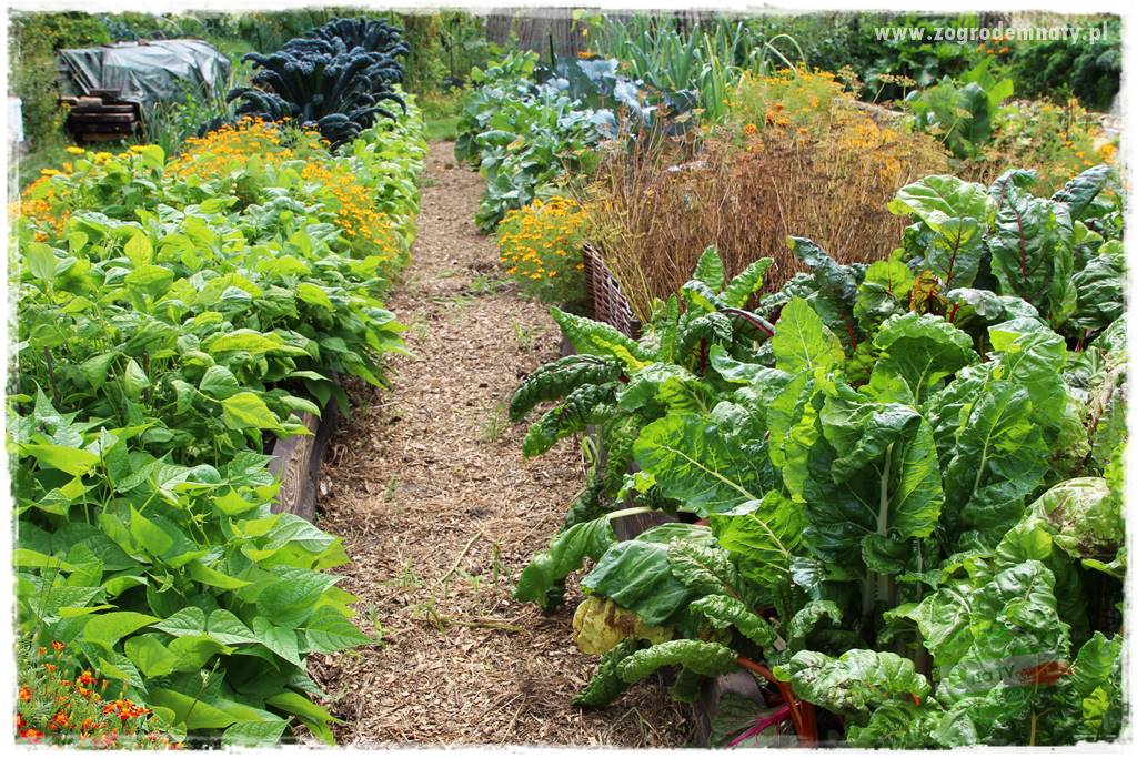 warzywa bez chemii 29 warzywa bez chemii 29