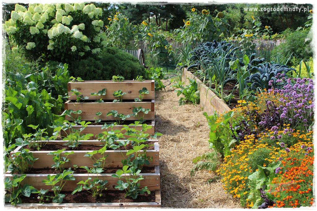 warzywa bez chemii 30 warzywa bez chemii 30