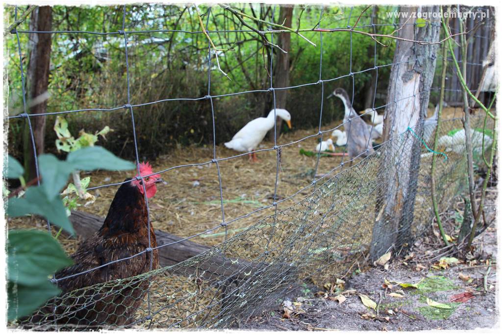 warzywa bez chemii 32